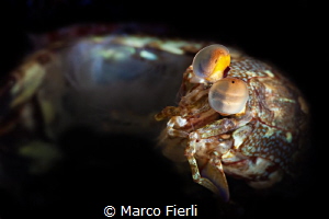 Mantis in Molting position by Marco Fierli 